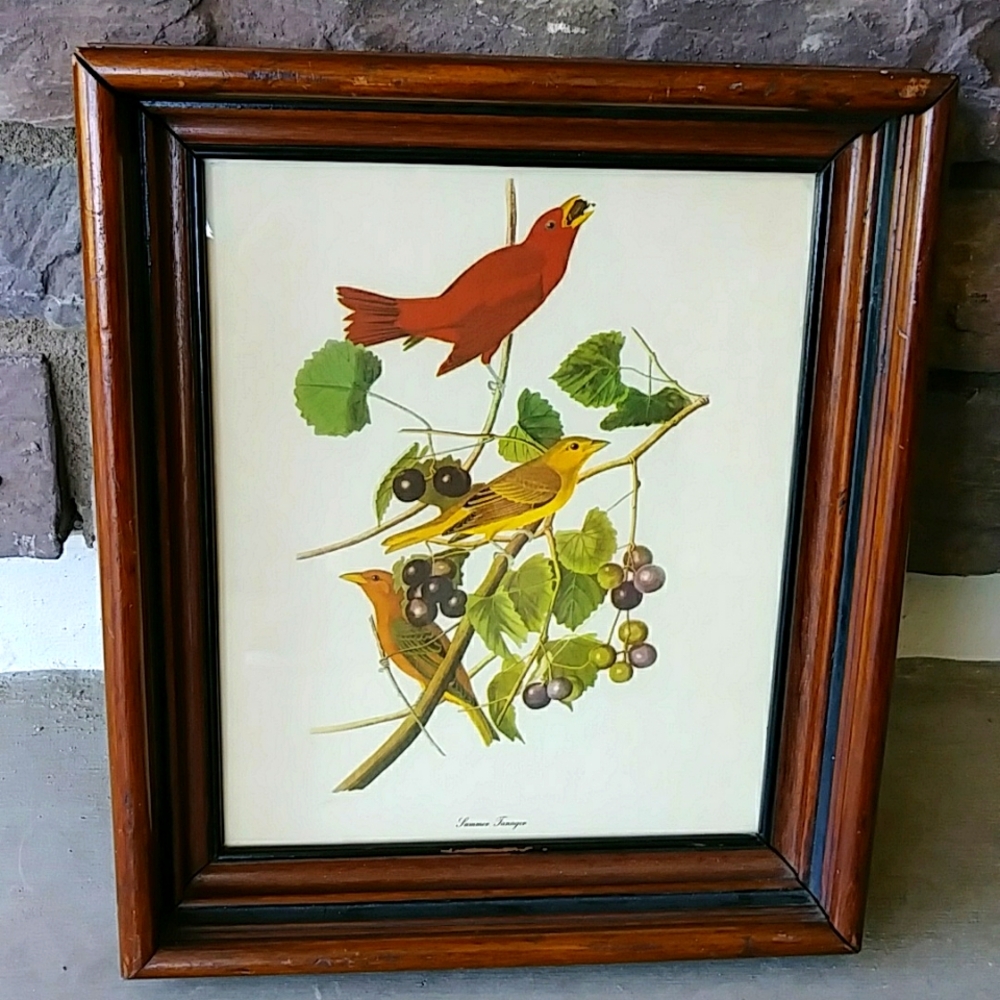 🌹HP! Antique Walnut Frame with Audubon Tanager Print